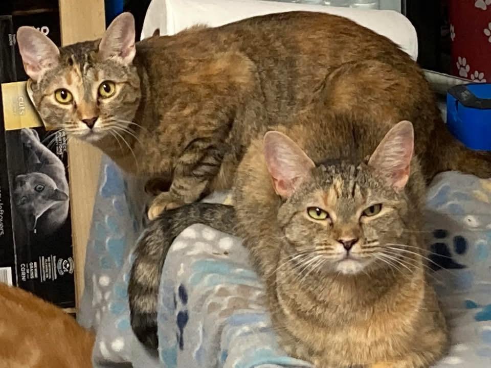 Enlarge Darcie, a Adoptable Domestic Short Hair in Knoxville, GA image 3/3