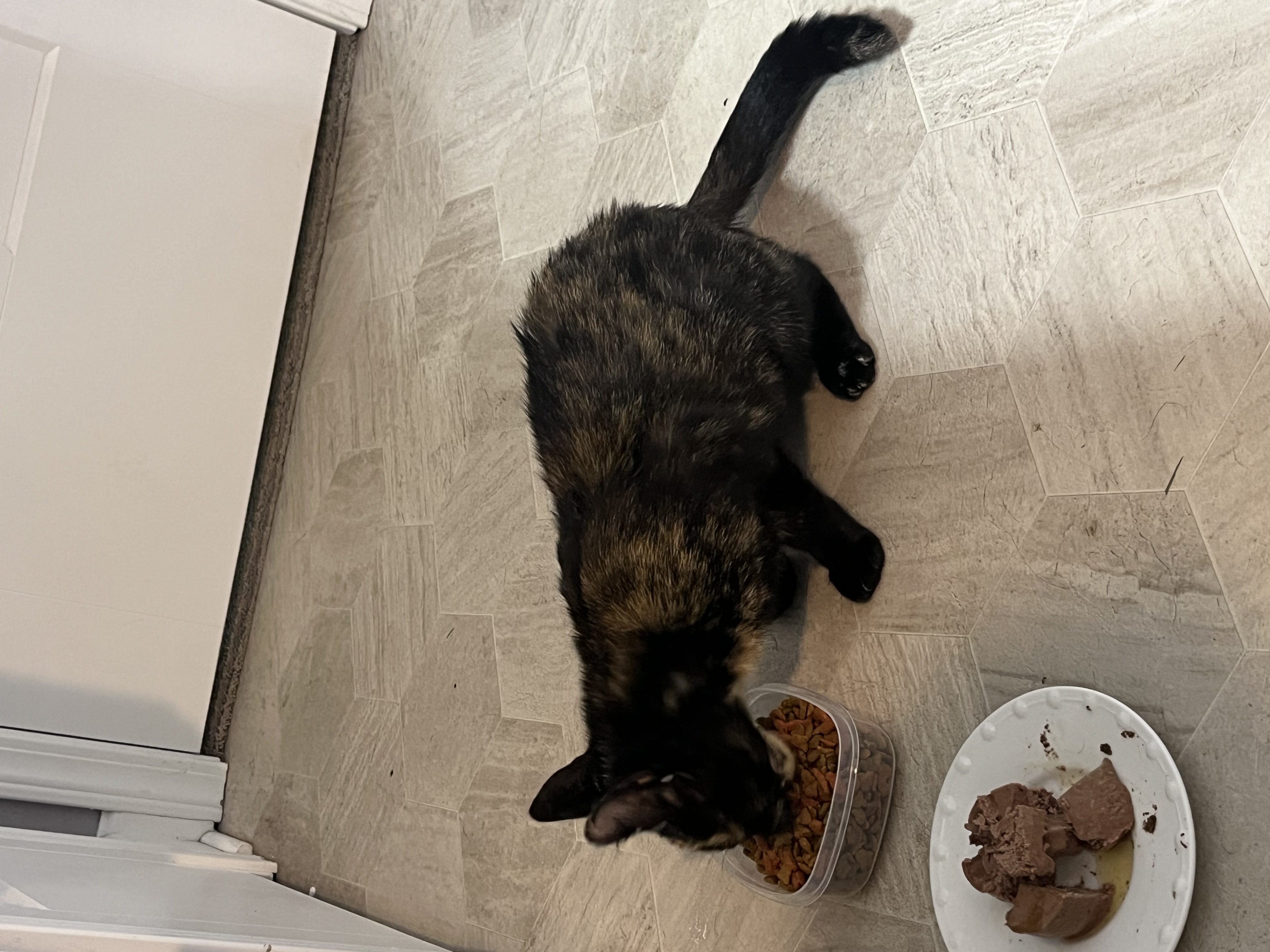 Minnie, Adopted, Young Female Tortoiseshell.