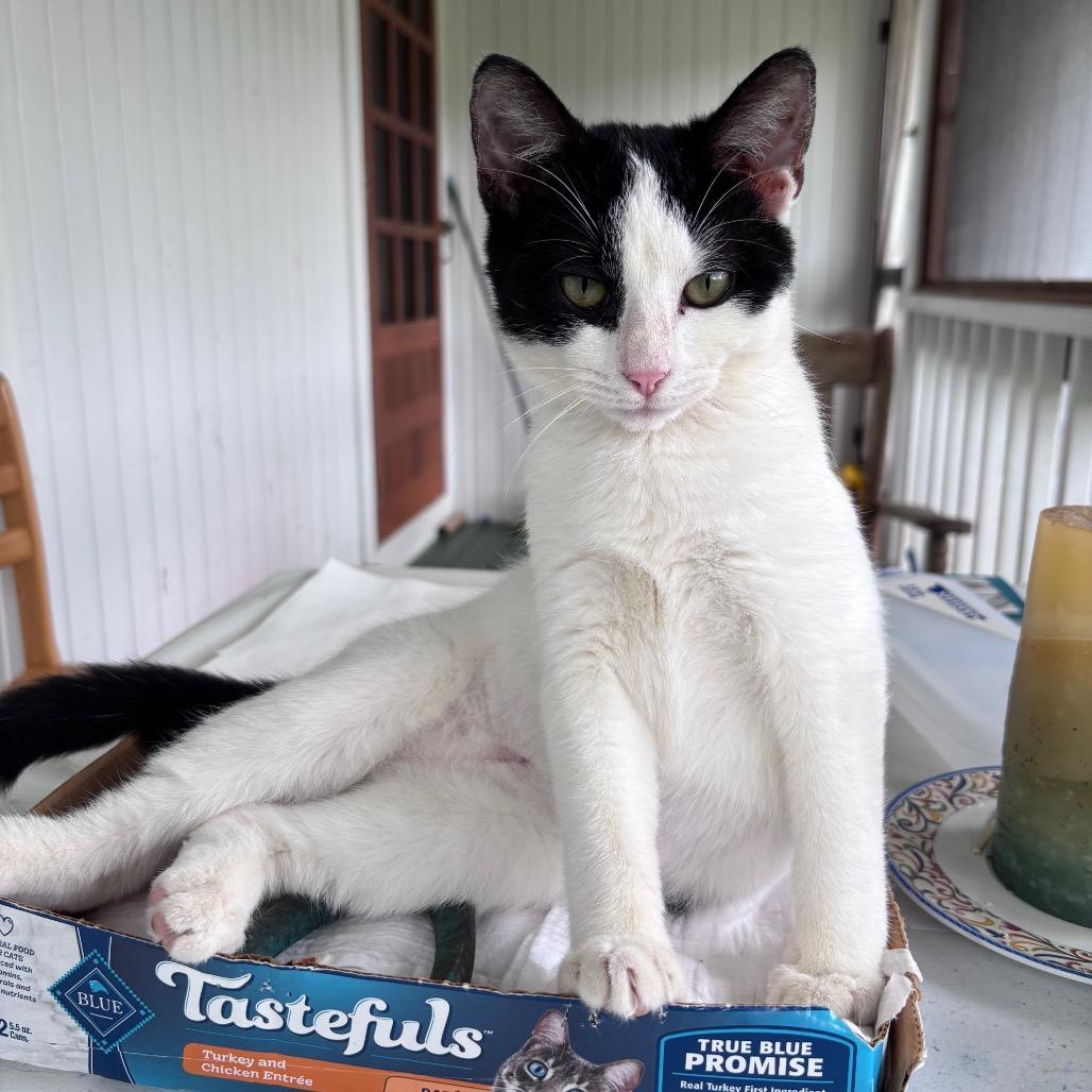 Enlarge Lyric, a Adoptable Domestic Short Hair in Volcano, HI image 1/2