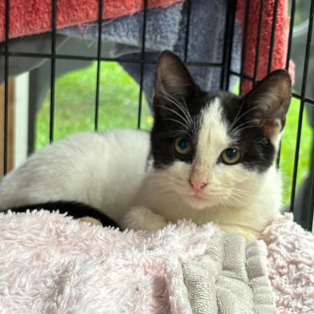 Enlarge Lyric, a Adoptable Domestic Short Hair in Volcano, HI image 2/2