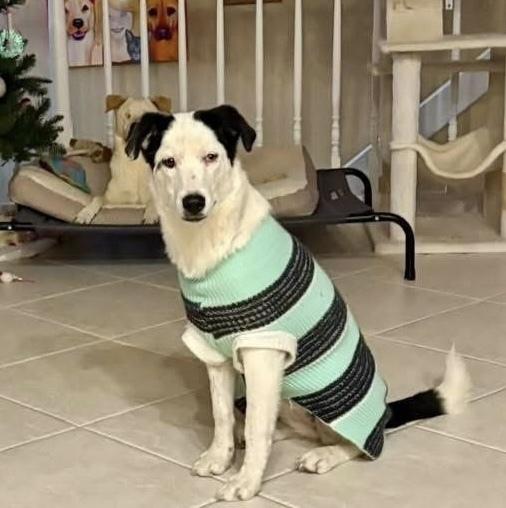 26-003 Piper, Adoptable, Puppy Female Border Collie & Mixed Breed.