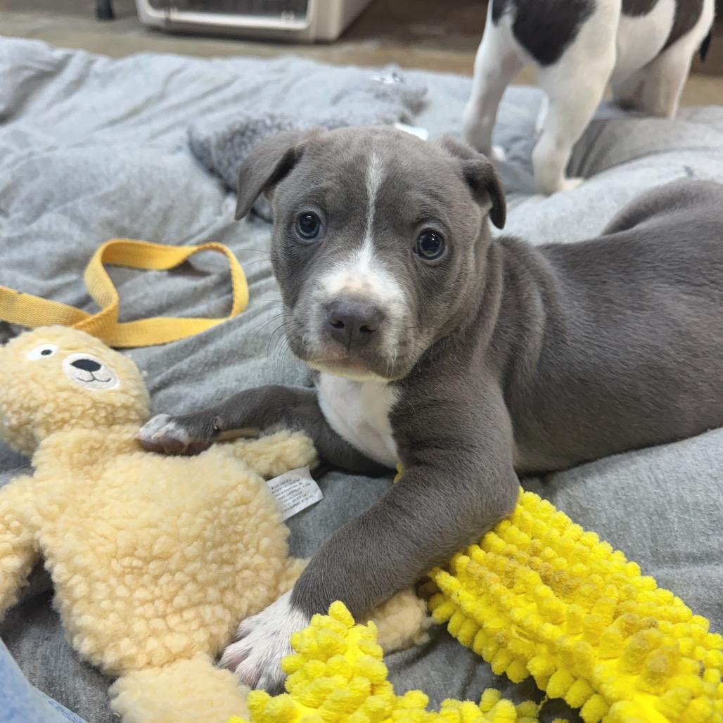 Cowboy, Adoptable, Puppy Male Havanese & Pit Bull Terrier.