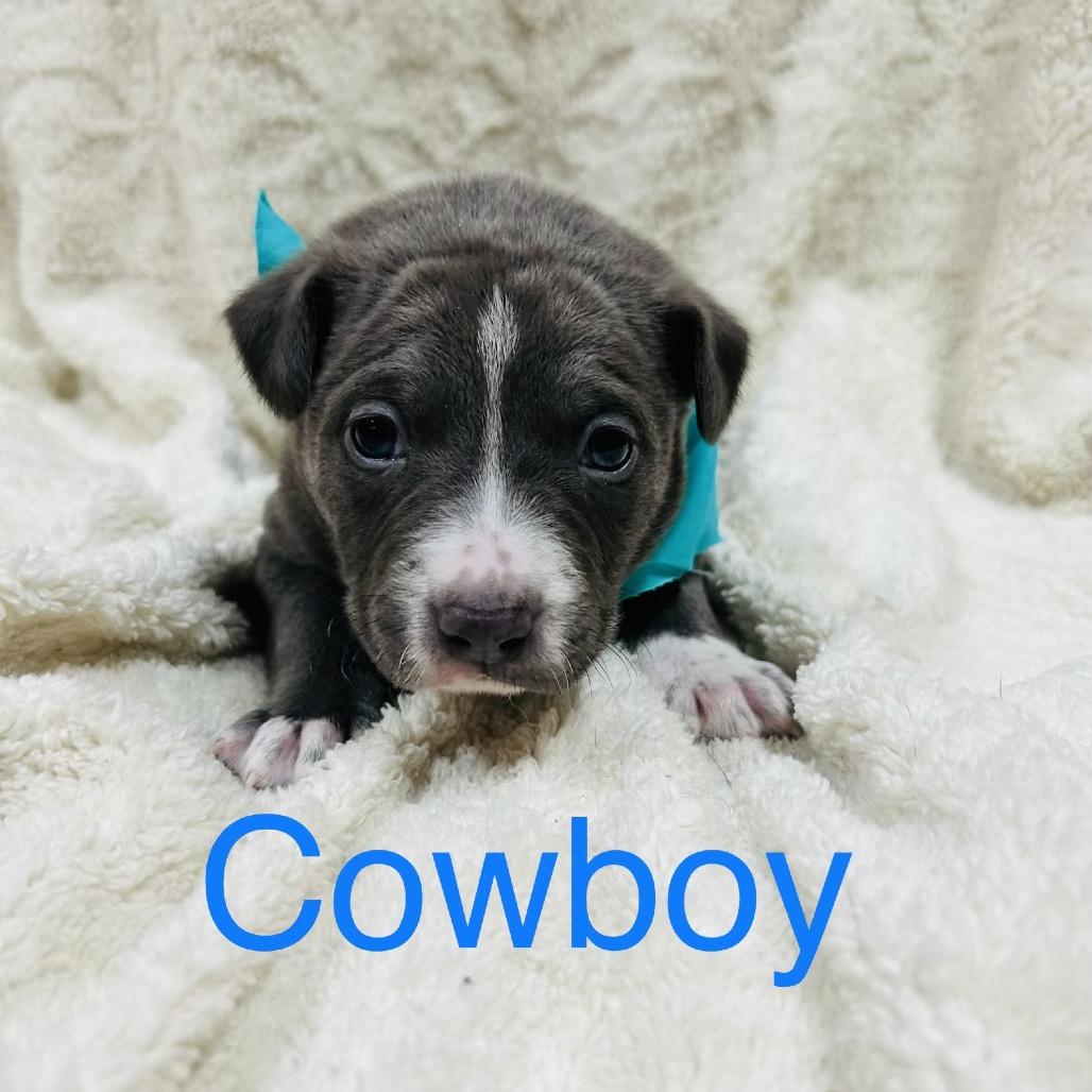 Enlarge Cowboy, a Adoptable mixed breed in Pinson, TN image 2/6