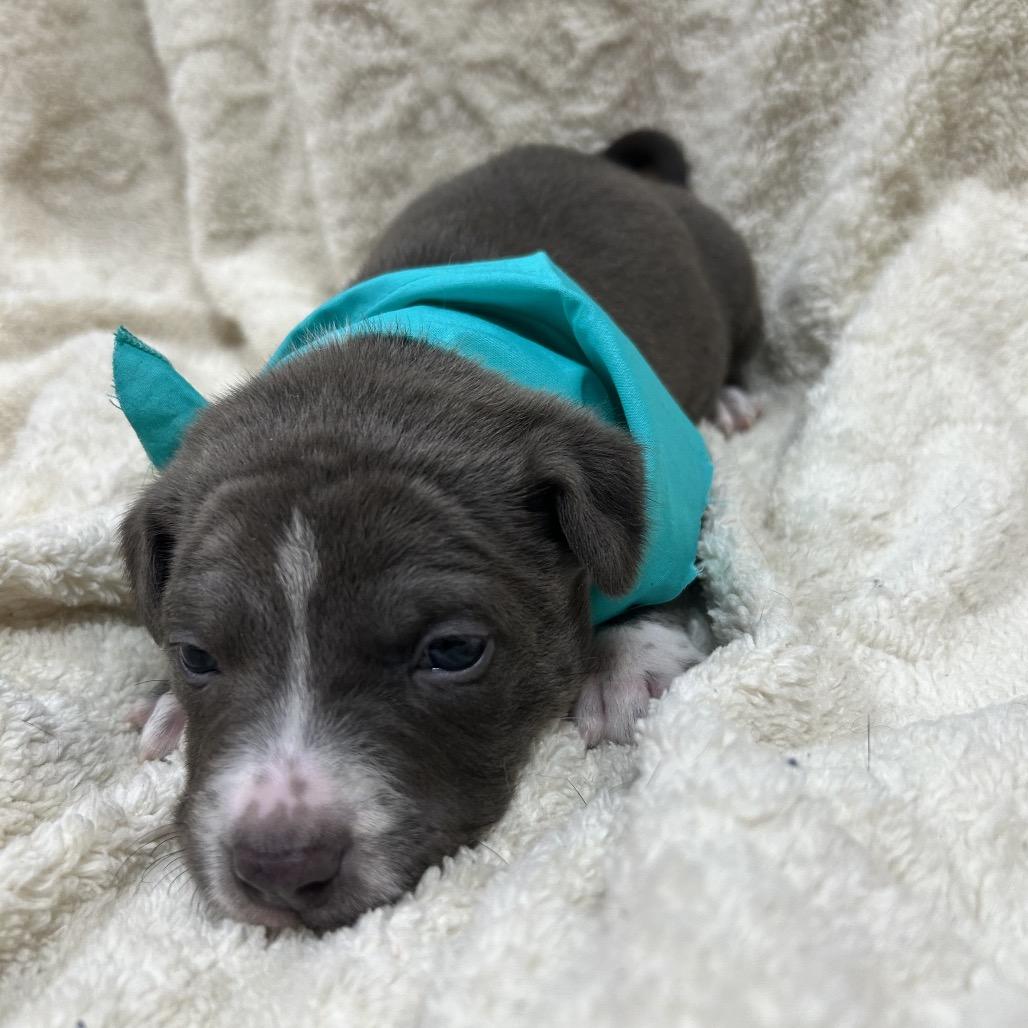 Enlarge Cowboy, a Adoptable mixed breed in Pinson, TN image 3/6