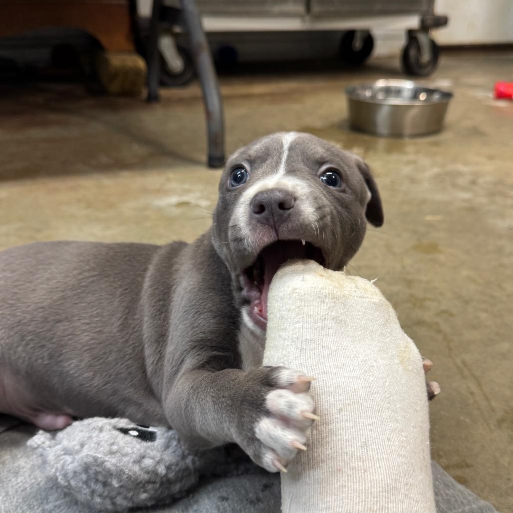 Enlarge Cowboy, a Adoptable mixed breed in Pinson, TN image 4/6