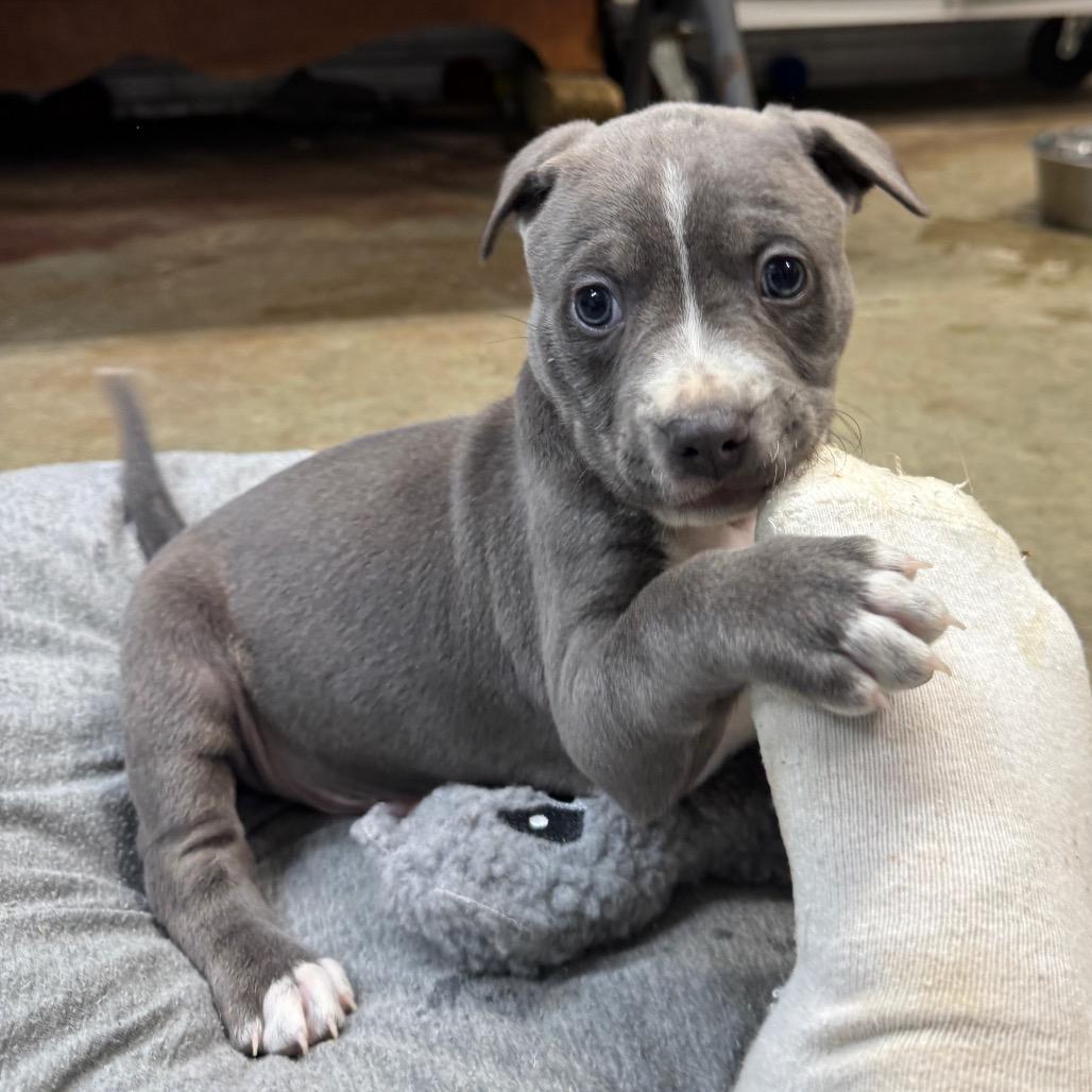 Enlarge Cowboy, a Adoptable mixed breed in Pinson, TN image 5/6