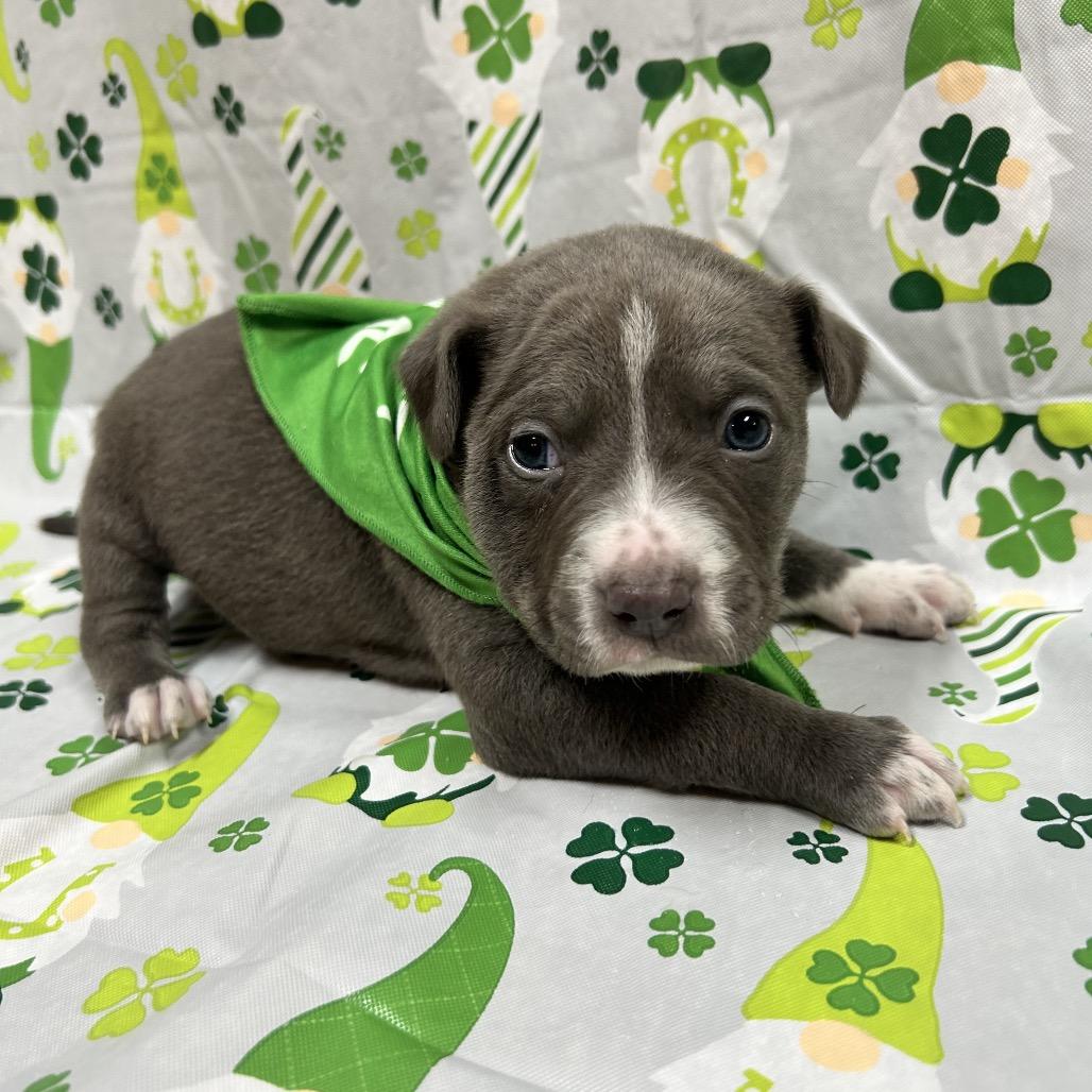 Enlarge Cowboy, a Adoptable mixed breed in Pinson, TN image 6/6