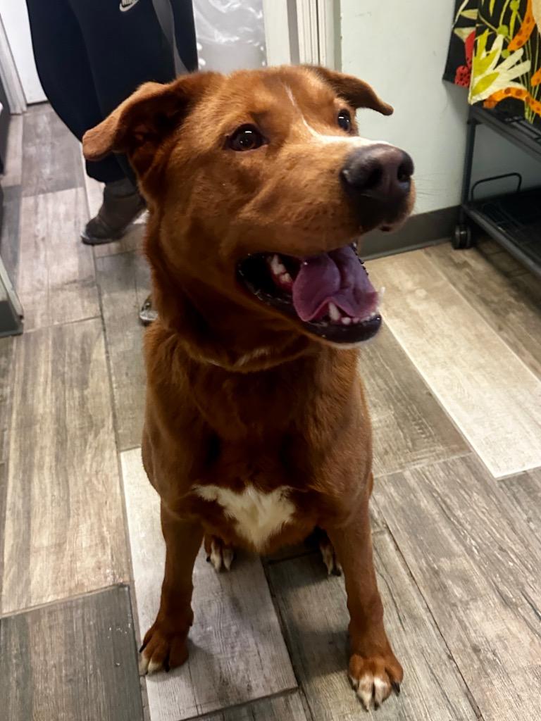 Enlarge Mahony, a Adoptable mixed breed in Peru, NY image 1/1