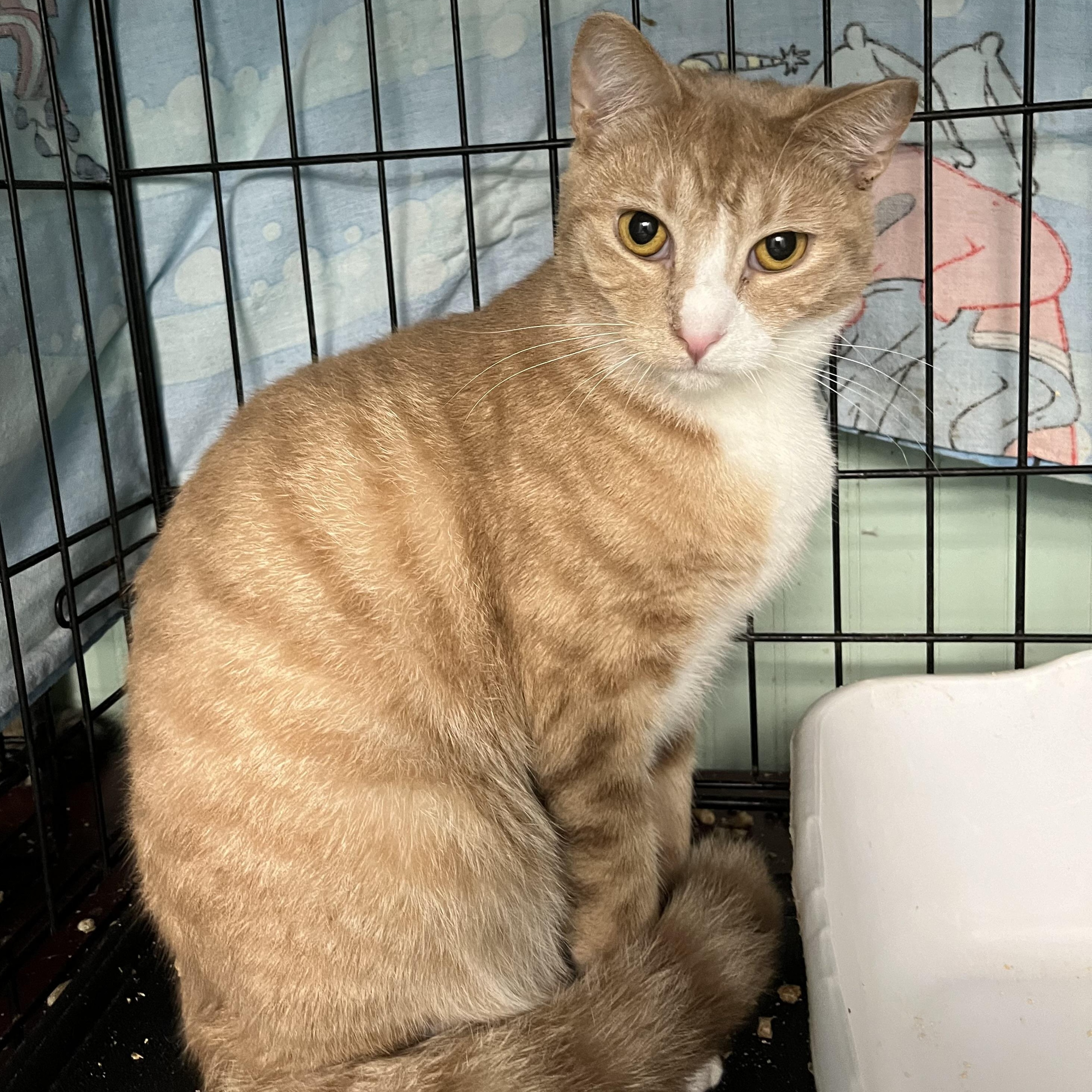 Enlarge Twizzler (bonded with Kennedy), a Adoptable Domestic Short Hair in Cortland, NY image 1/5