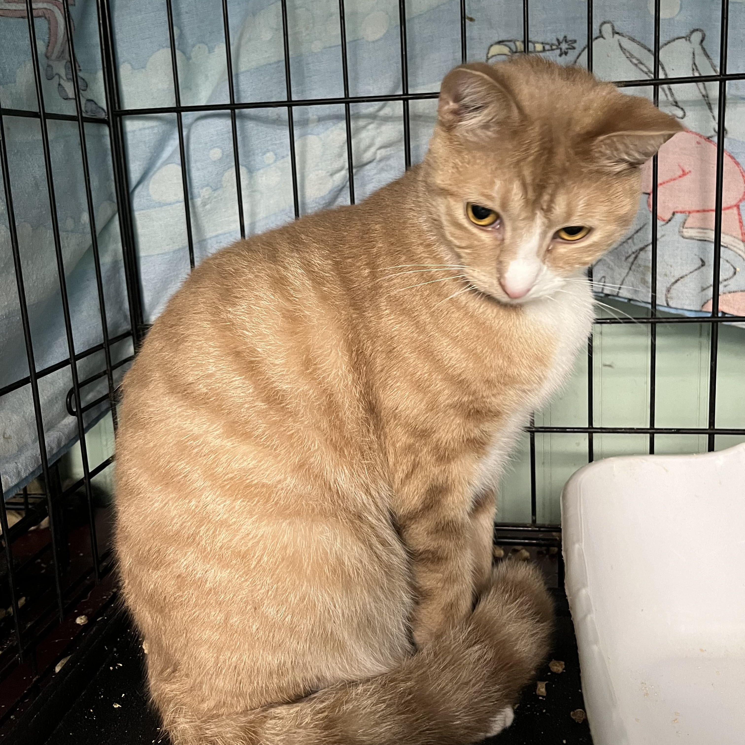 Enlarge Twizzler (bonded with Kennedy), a Adoptable Domestic Short Hair in Cortland, NY image 4/5