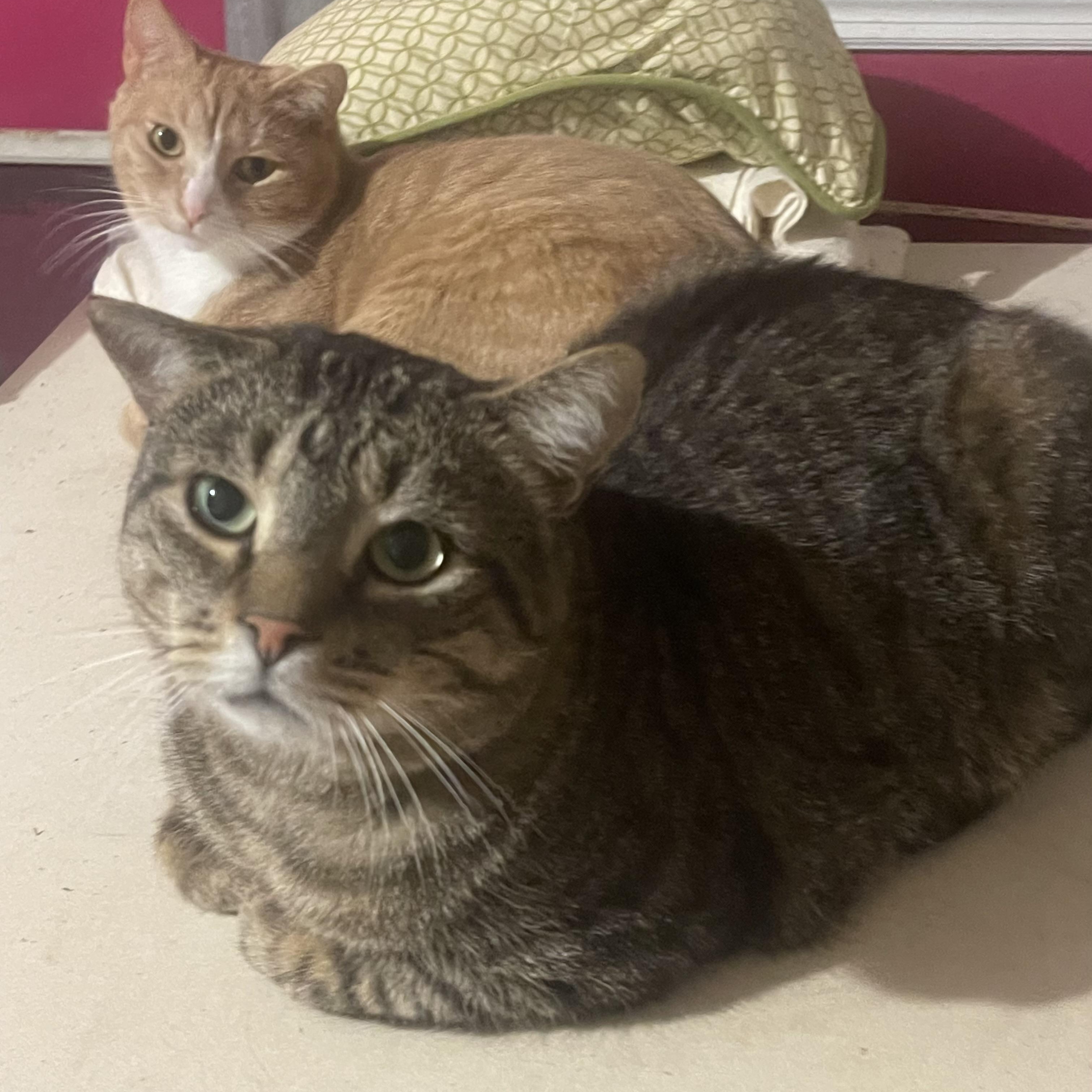 Enlarge Twizzler (bonded with Kennedy), a Adoptable Domestic Short Hair in Cortland, NY image 2/5