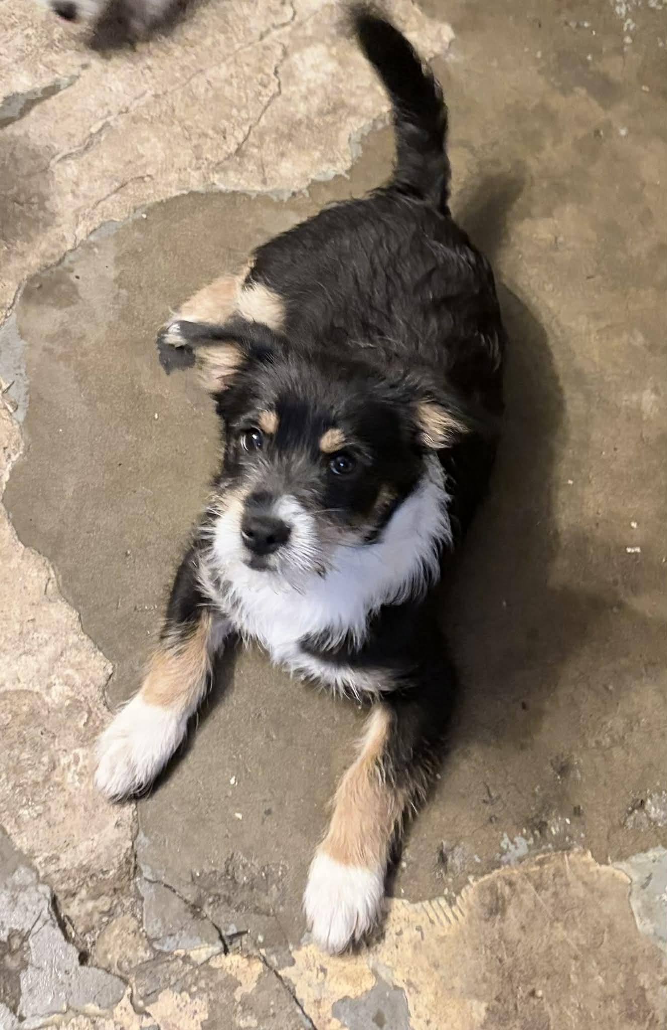 Enlarge King Henry, a ADOPTABLE mixed breed in Reseda, CA image 2/3