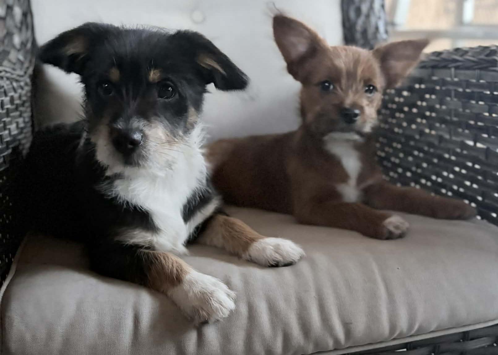 Enlarge King Henry, a ADOPTABLE mixed breed in Reseda, CA image 1/3