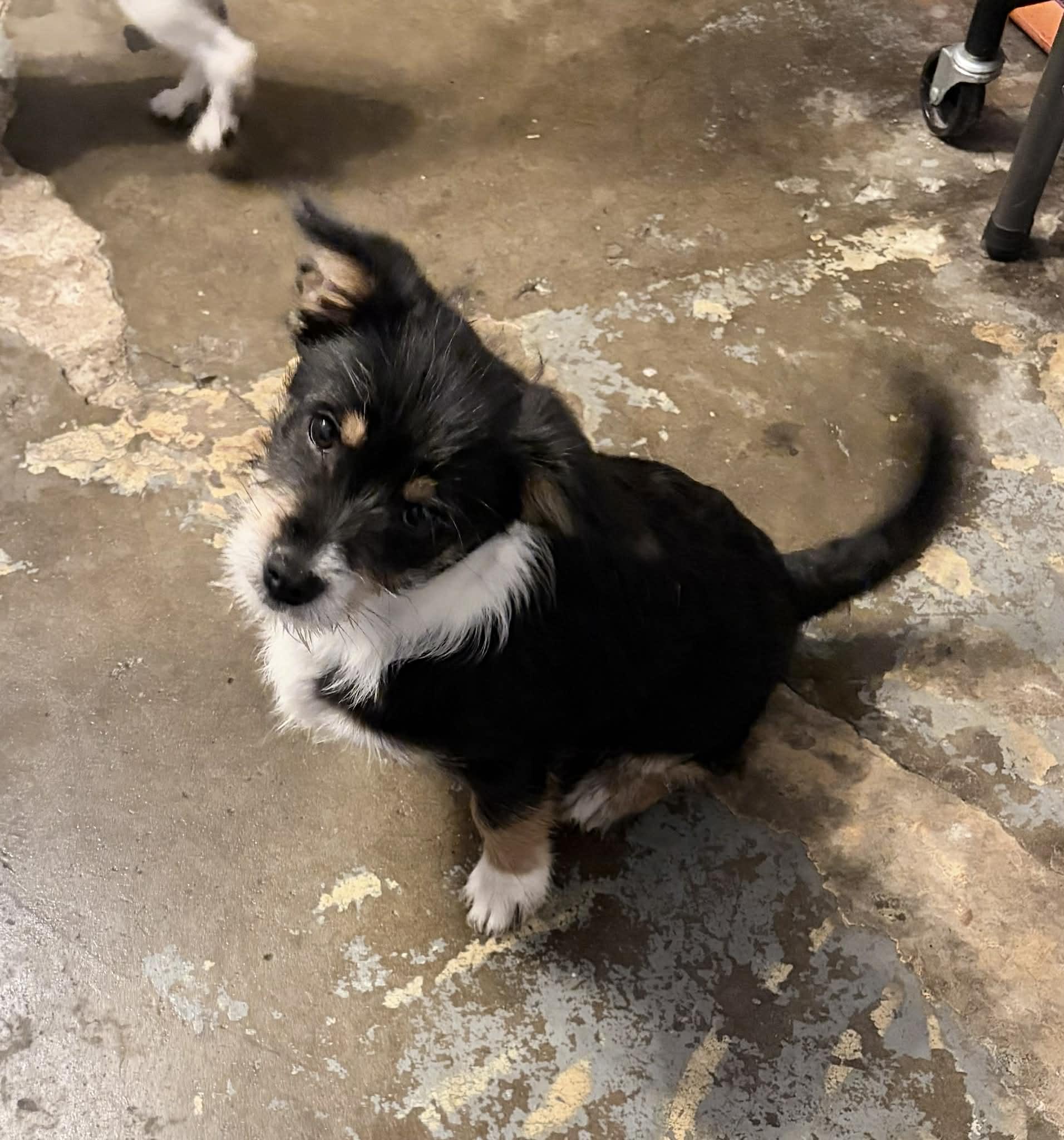 Enlarge King Henry, a ADOPTABLE mixed breed in Reseda, CA image 3/3