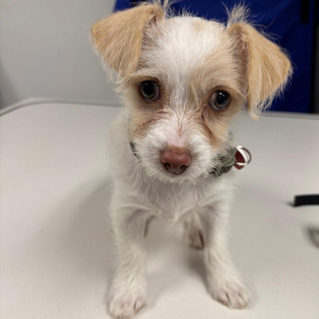 Peppa CA, Adoptable, Puppy Female Wire Fox Terrier.