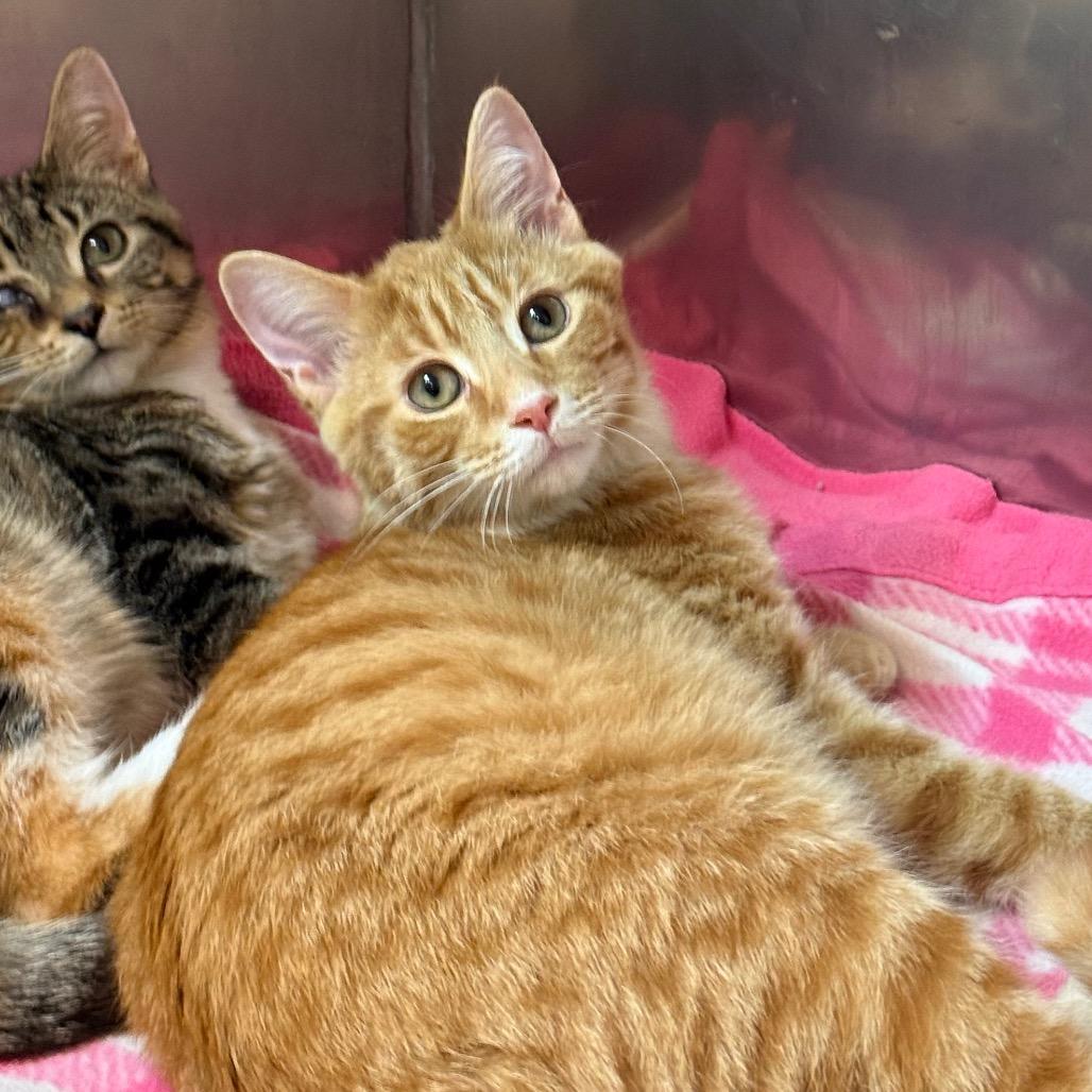 Carter, Adoptable, Kitten Male Domestic Short Hair.