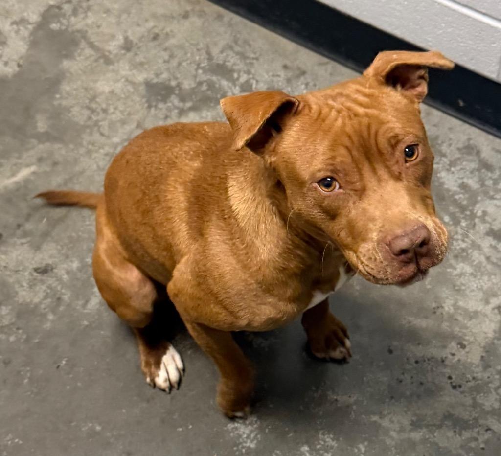 Enlarge Wilma, a Adoptable Pit Bull Terrier in Henderson, NC image 1/1