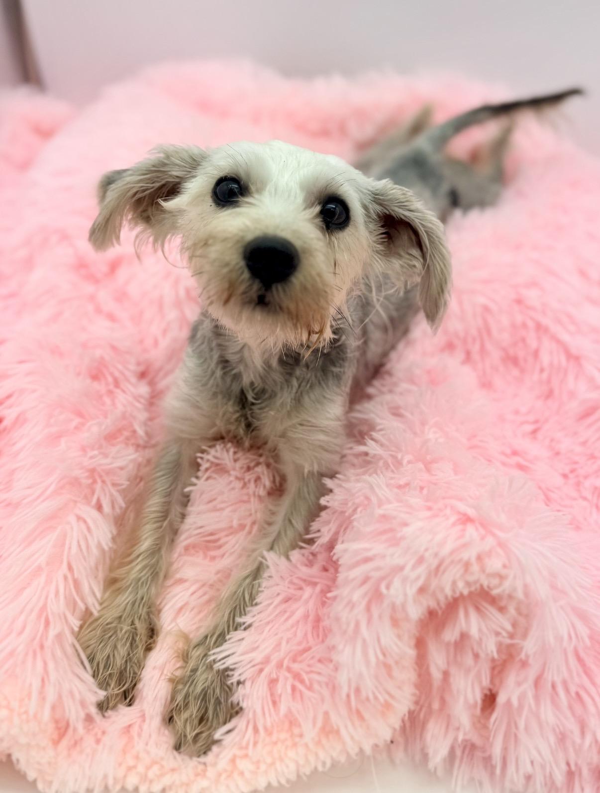 Emmy, an adoptable Schnoodle in Covington, LA image 5/6