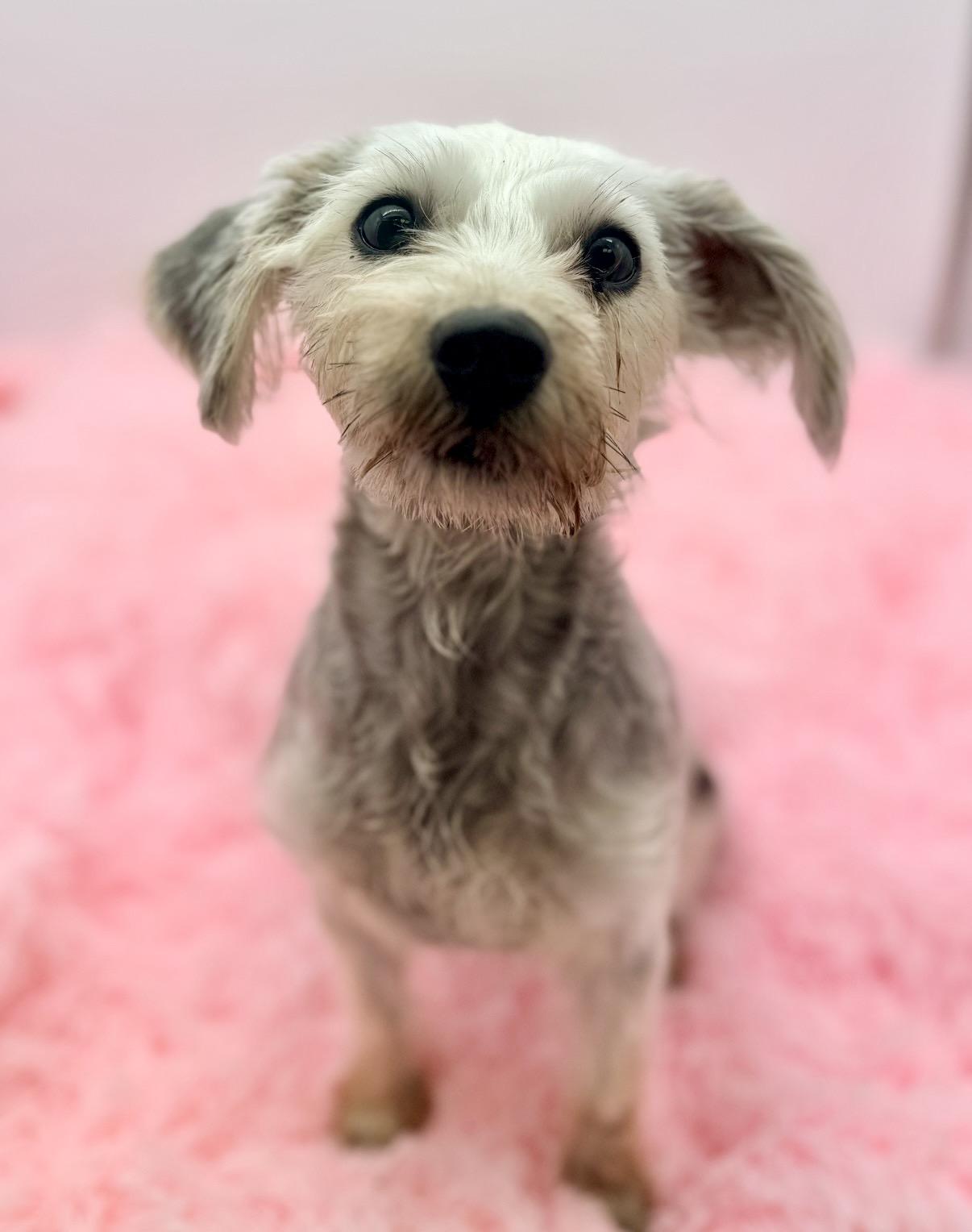 Emmy, an adoptable Schnoodle in Covington, LA image 3/6