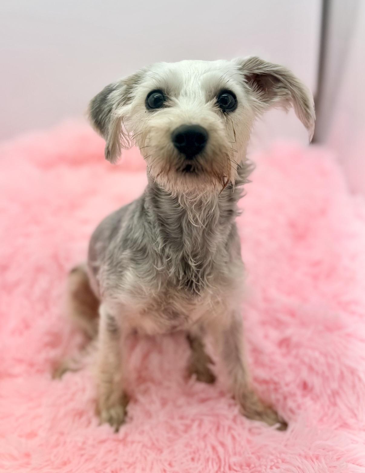 Emmy, adoptable, Puppy Female Schnoodle.