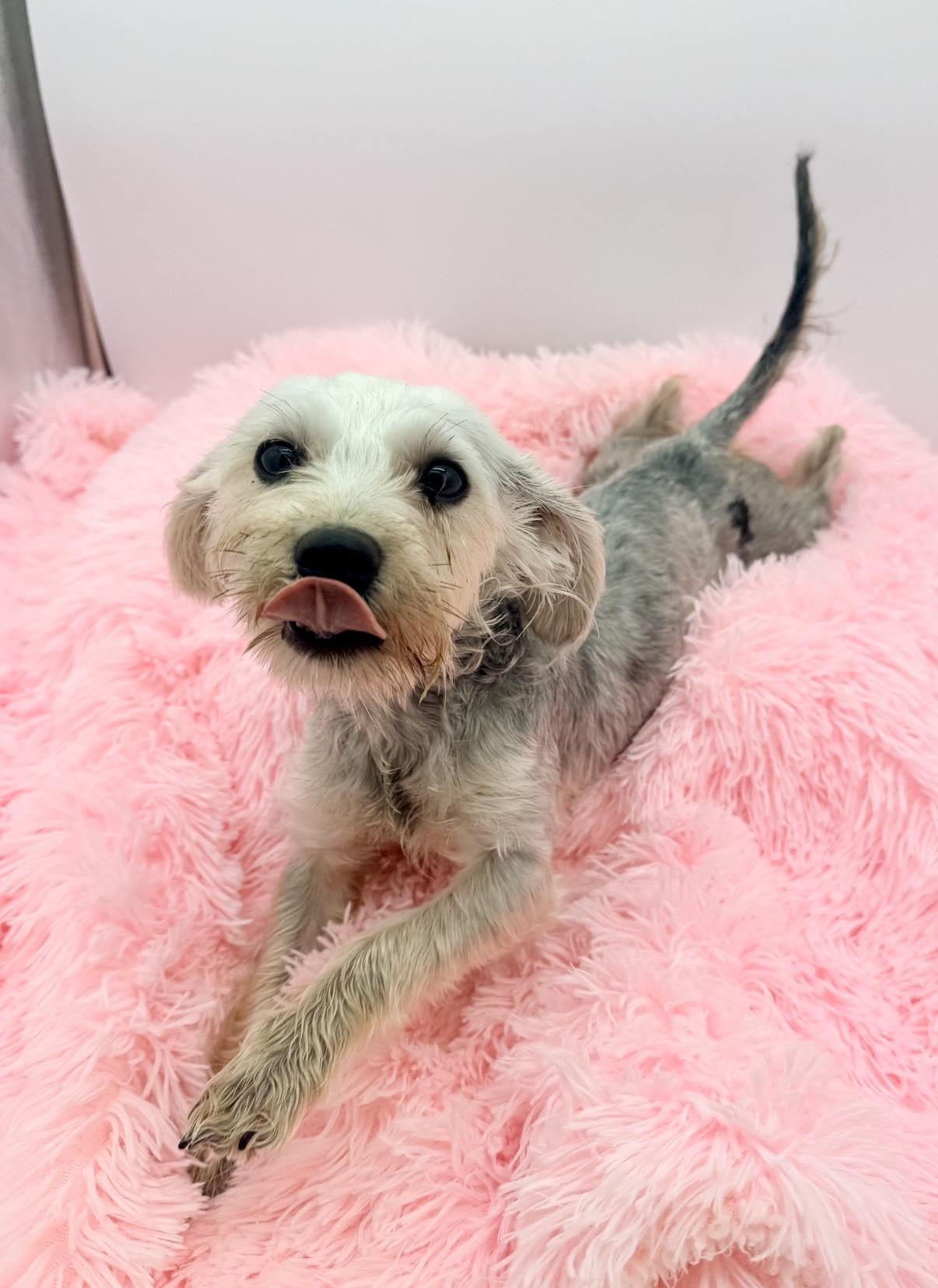 Emmy, an adoptable Schnoodle in Covington, LA image 4/6