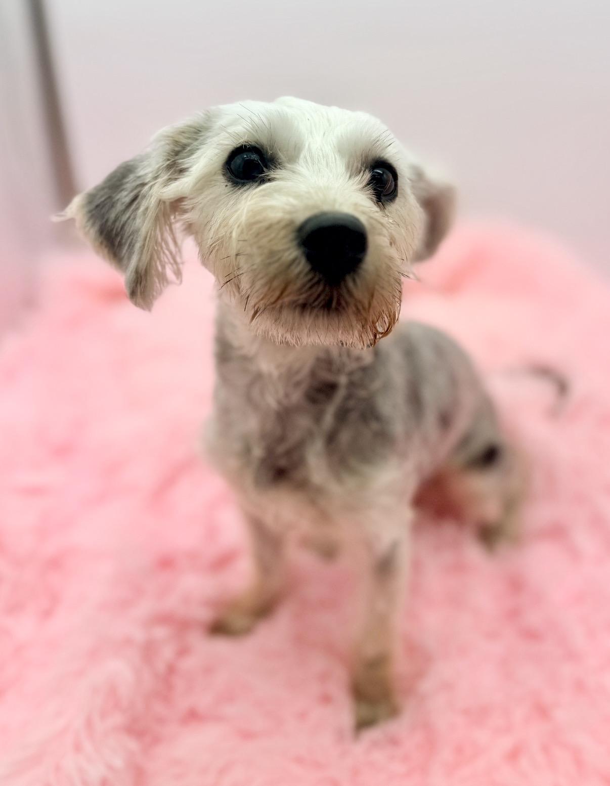 Emmy, an adoptable Schnoodle in Covington, LA image 6/6