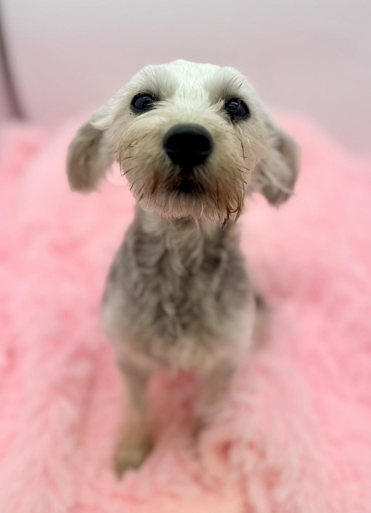 Emmy, an adoptable Schnoodle in Covington, LA image 2/6