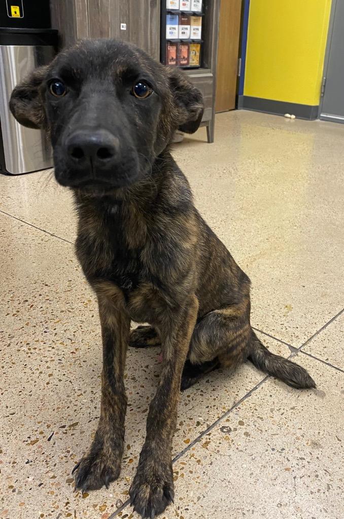 Enlarge Hisoka, a Adoptable Shepherd in Missouri City, TX image 1/3