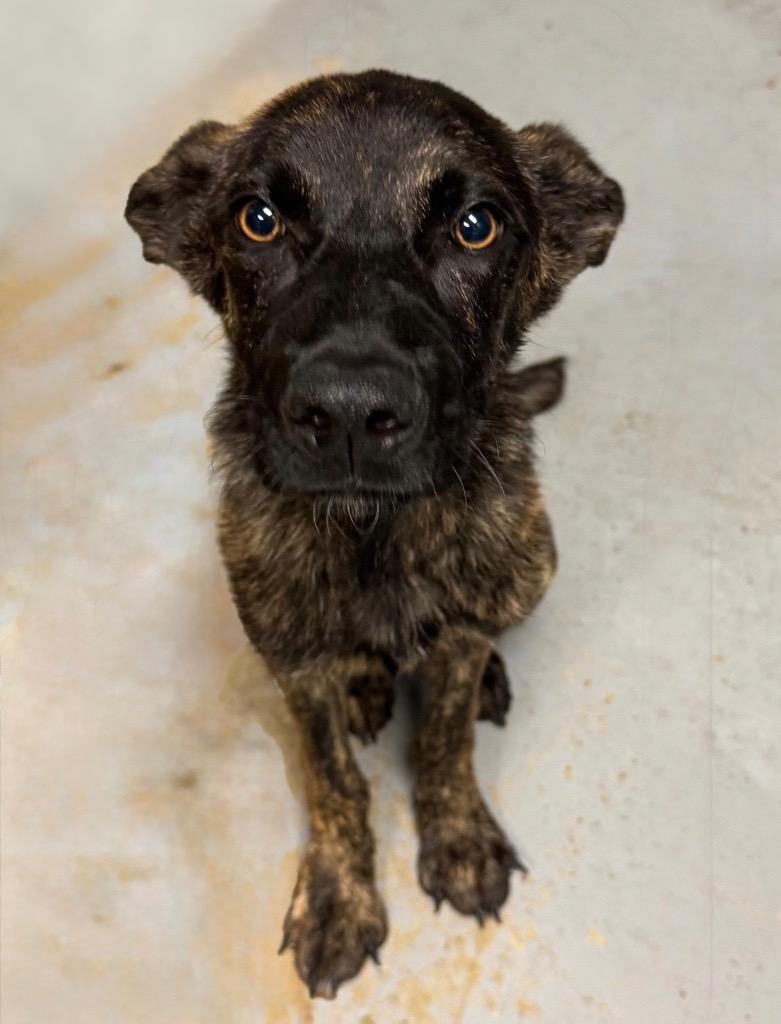 Enlarge Hisoka, a Adoptable Shepherd in Missouri City, TX image 2/3