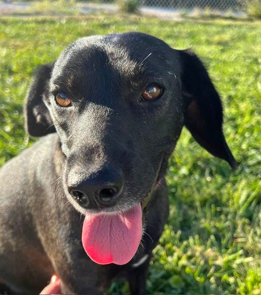 Enlarge Cashmere, a Adoptable mixed breed in Indianapolis, IN image 2/6