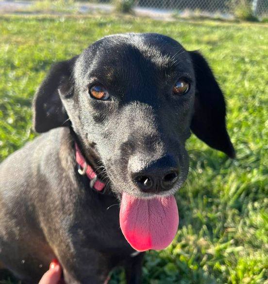 Enlarge Cashmere, a Adoptable mixed breed in Indianapolis, IN image 4/6