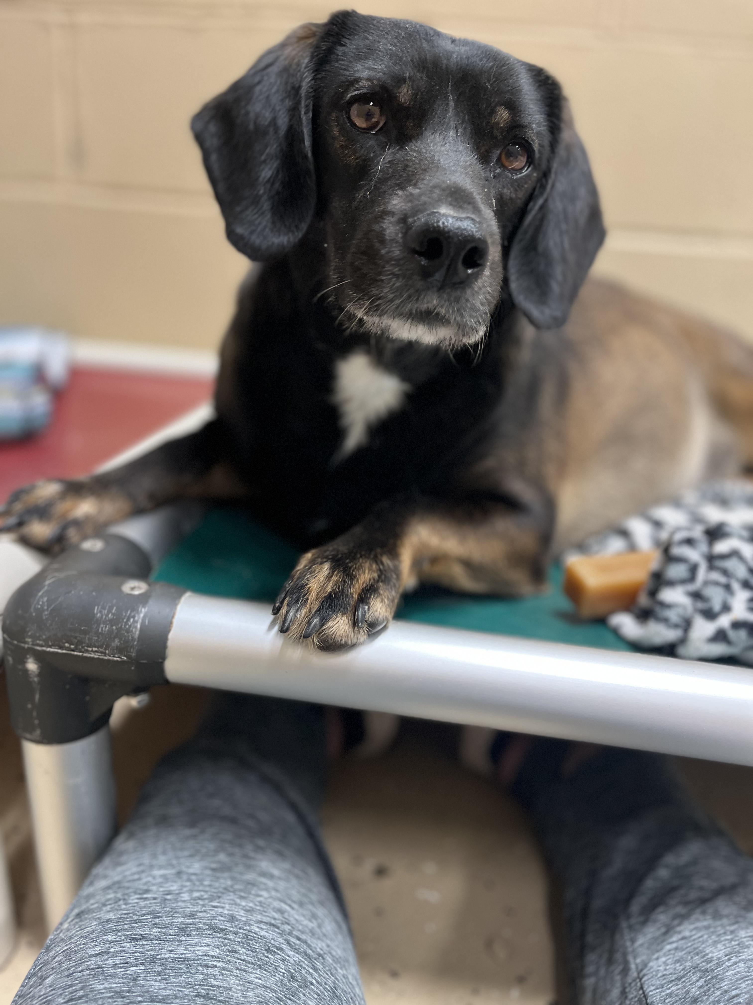 Cashmere, Adoptable, Adult Female Labrador Retriever & Beagle.