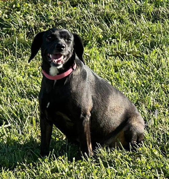 Enlarge Cashmere, a Adoptable mixed breed in Indianapolis, IN image 5/6
