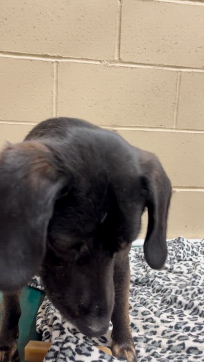 Enlarge Cashmere, a Adoptable mixed breed in Indianapolis, IN video 6/6