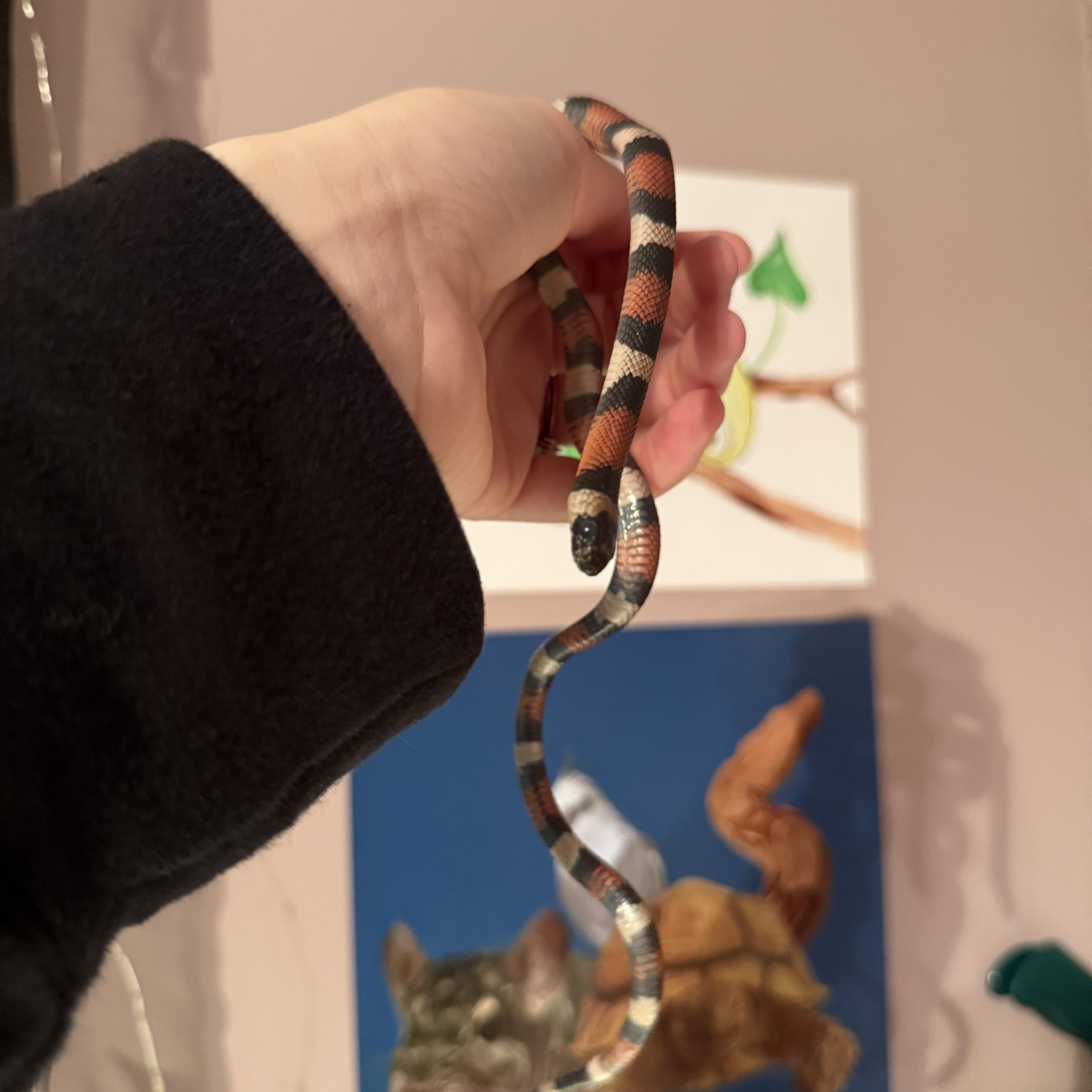 Boba, ADOPTABLE, Baby Male King / Milk.