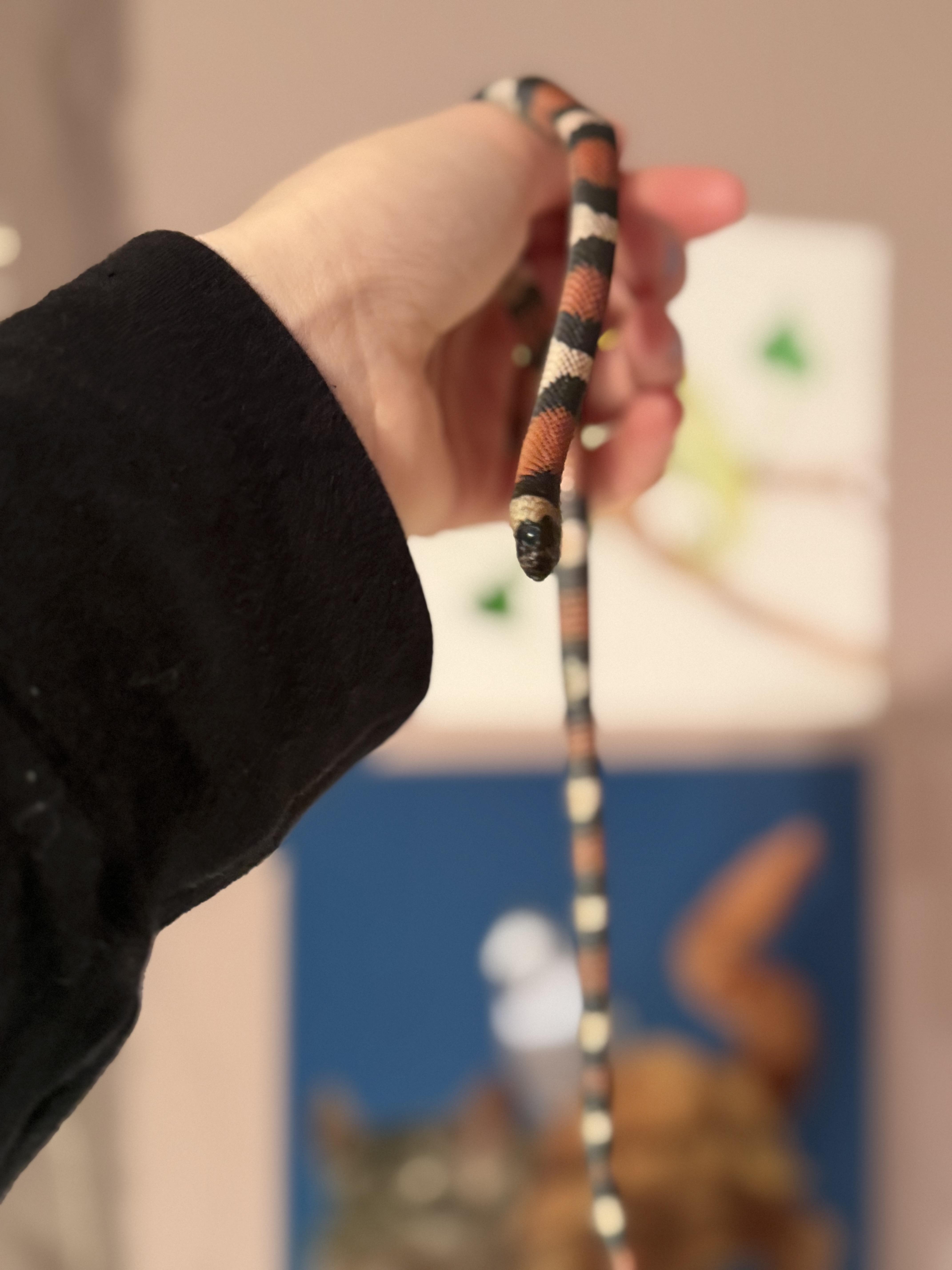 Enlarge Boba, a ADOPTABLE King / Milk in JACKSON, NJ image 3/4