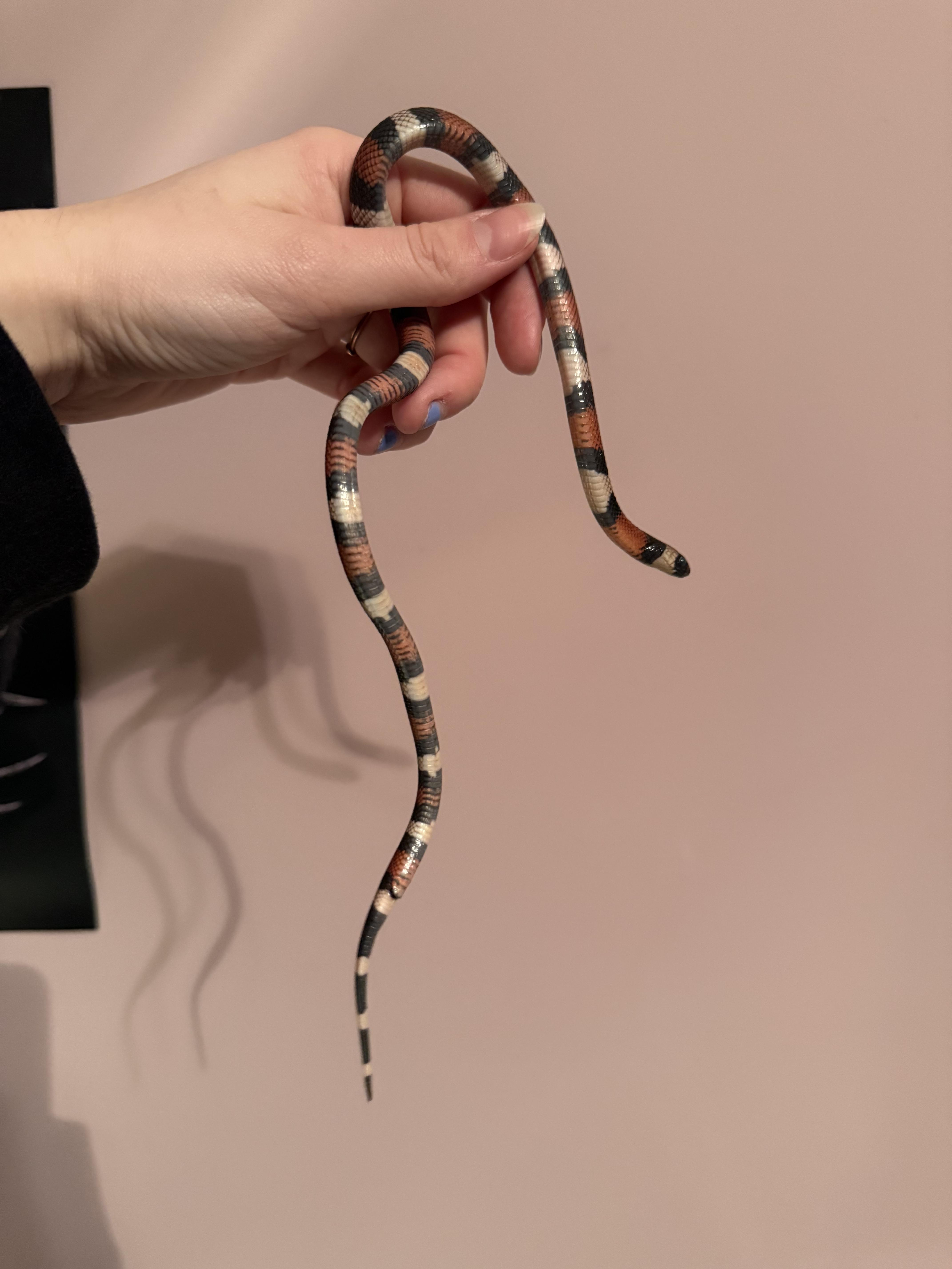 Enlarge Boba, a ADOPTABLE King / Milk in JACKSON, NJ image 4/4