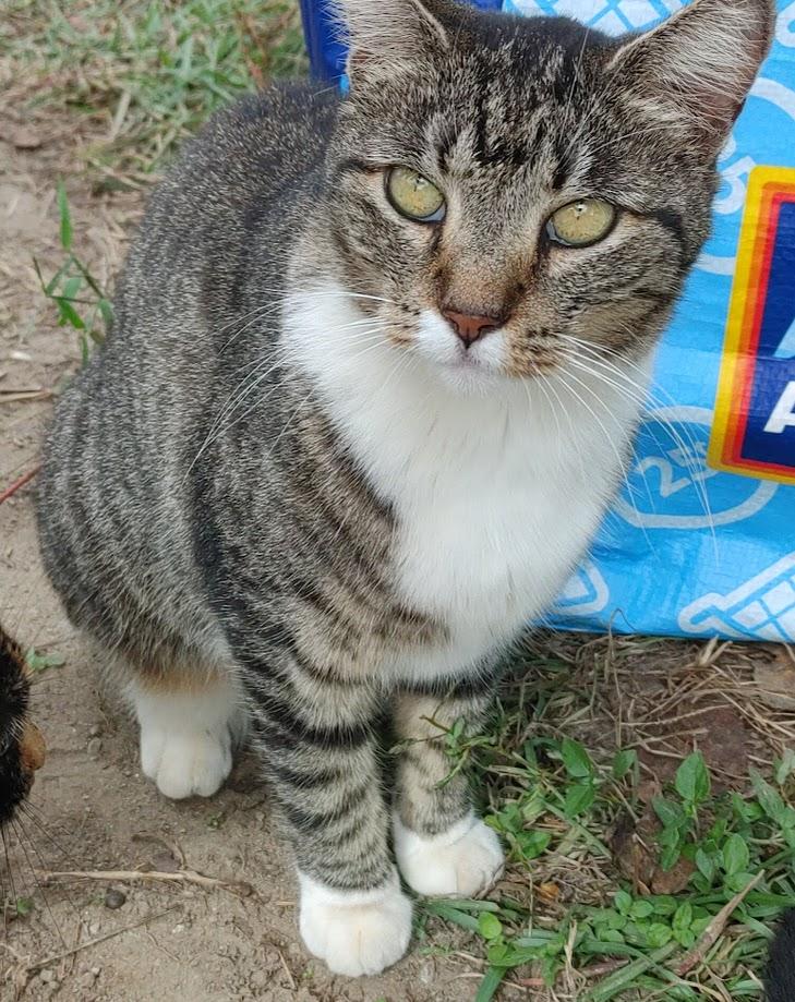 ~ Courtesy ~ Mona, Adoptable, Adult Female Tabby.