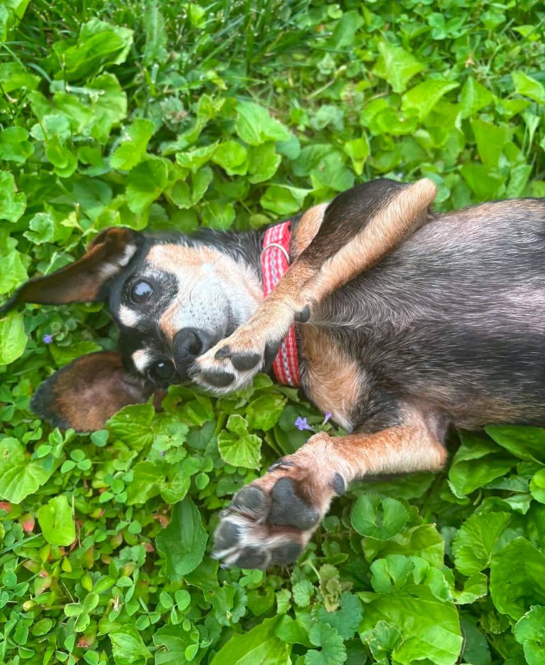 Betty Boop, a Adoptable mixed breed in Richmond, KY image 1/6