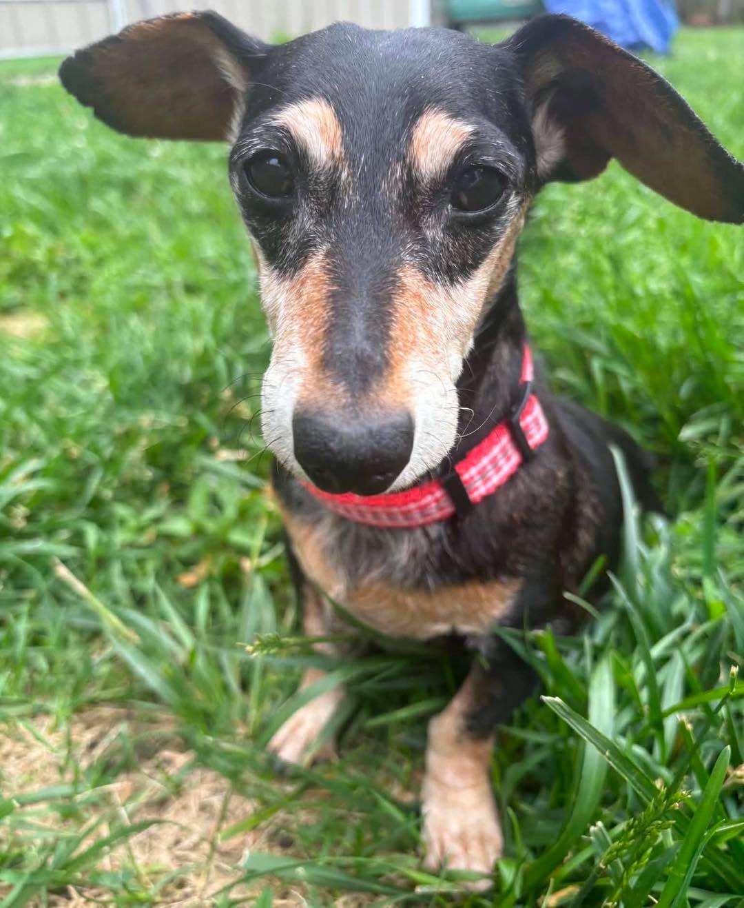 Betty Boop, a Adoptable mixed breed in Richmond, KY image 2/6