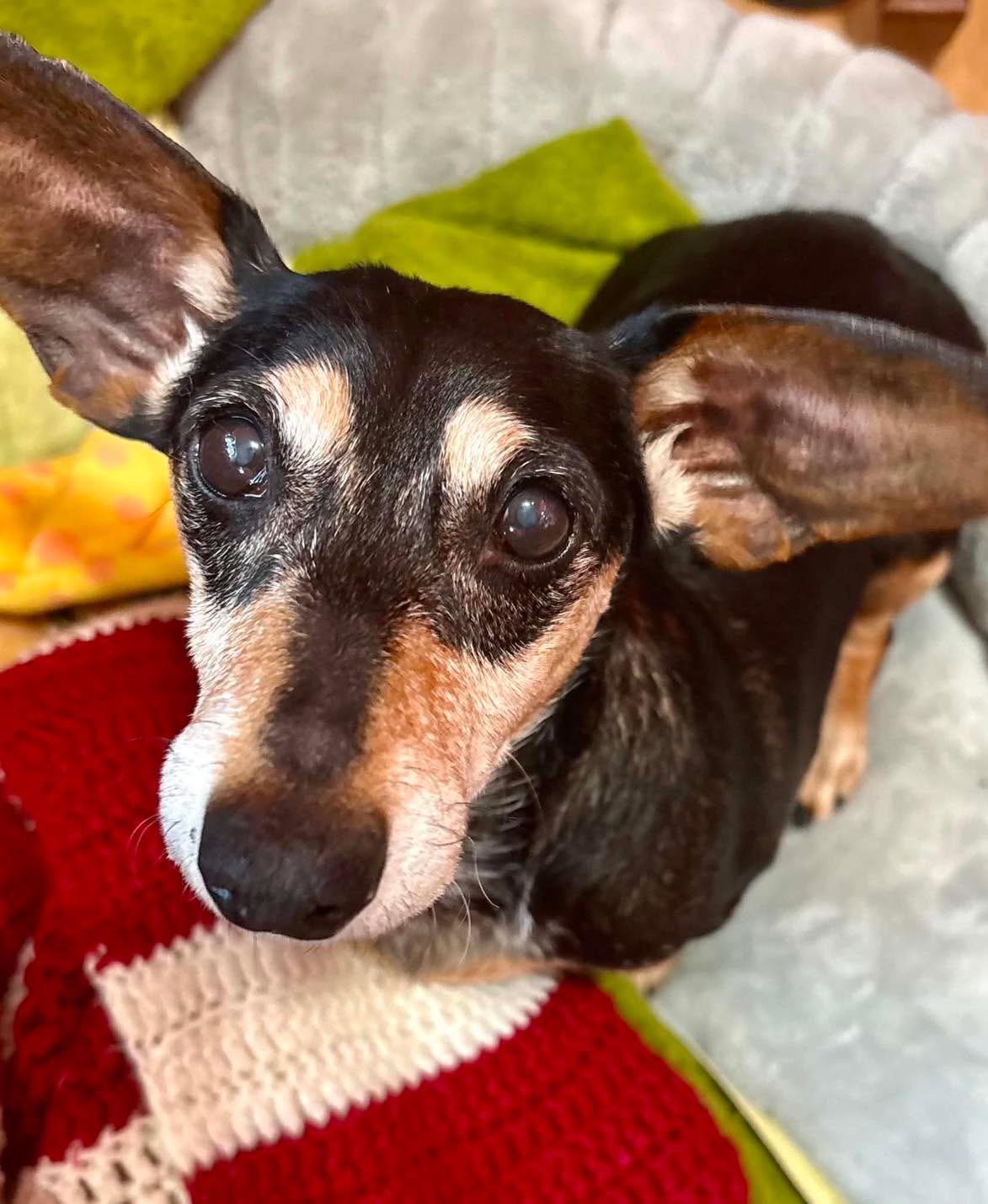 Betty Boop, a Adoptable mixed breed in Richmond, KY image 3/6