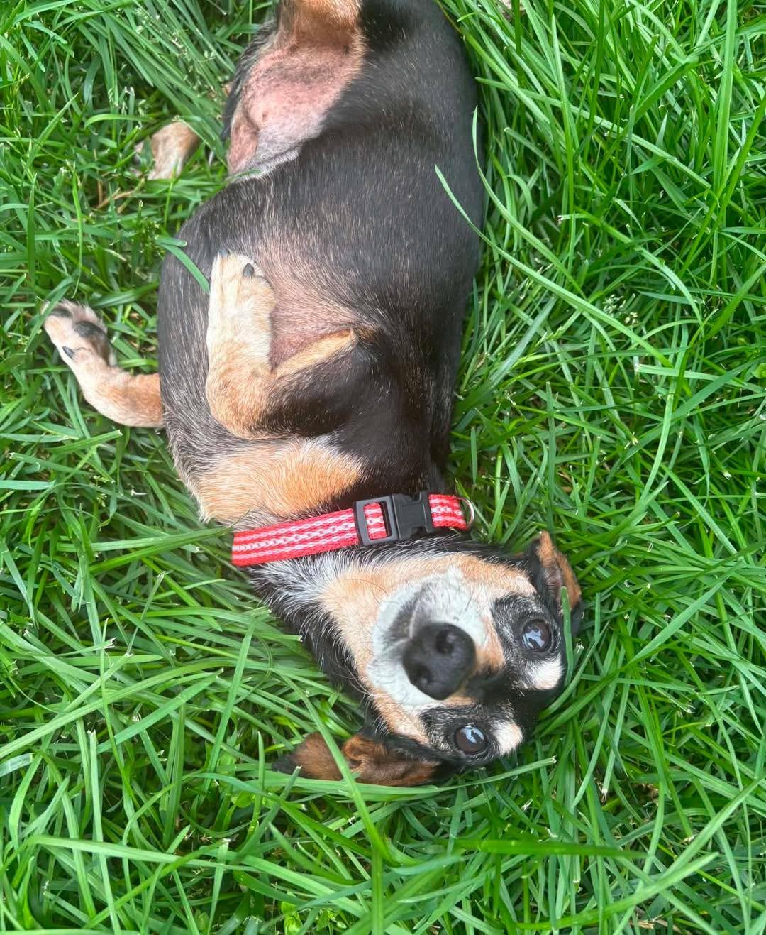 Betty Boop, a Adoptable mixed breed in Richmond, KY image 4/6