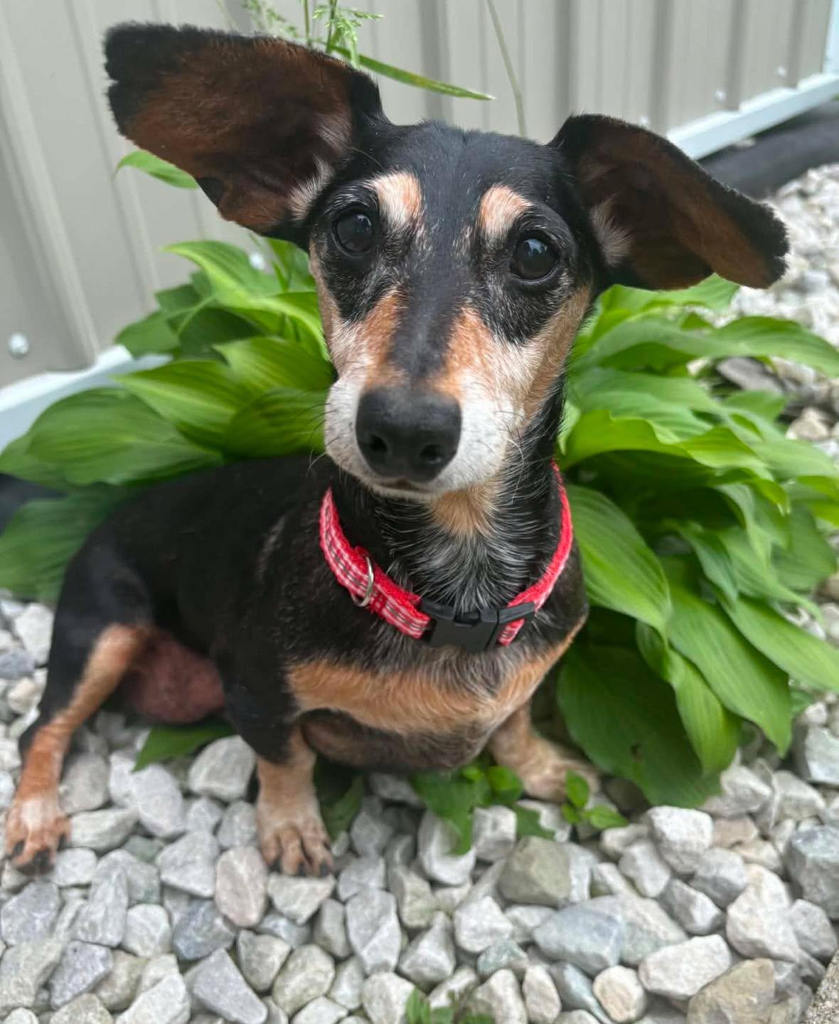Betty Boop, a Adoptable mixed breed in Richmond, KY image 6/6