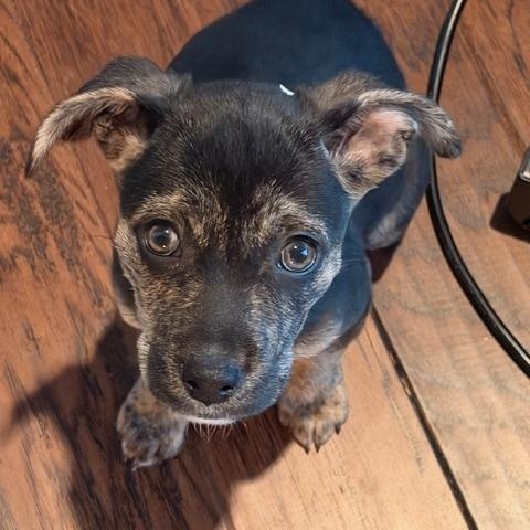 Enlarge Pippa, a ADOPTABLE mixed breed in Mount Carroll, IL image 6/6