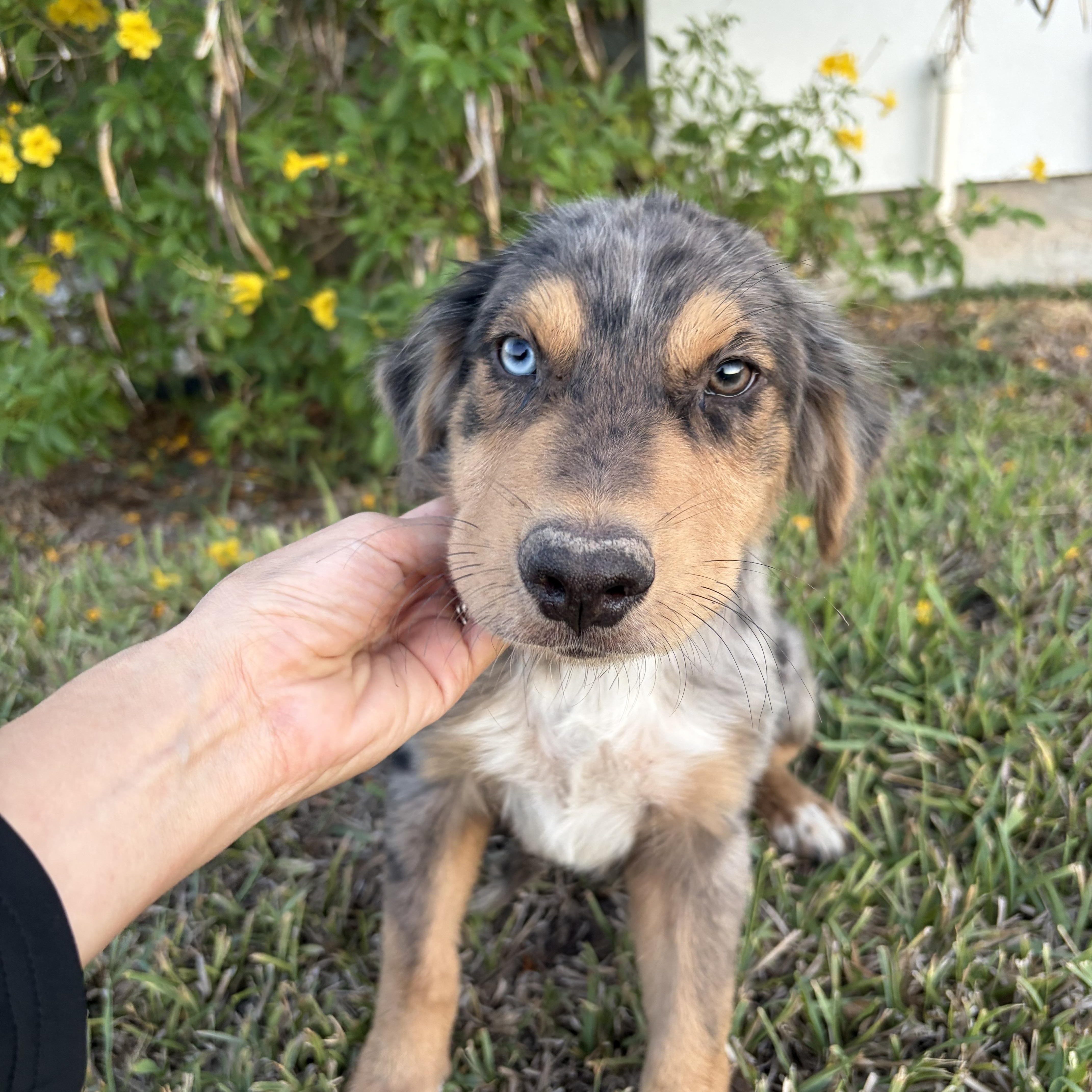 Enlarge Behr, a Adoptable mixed breed in Billings, MT image 2/2
