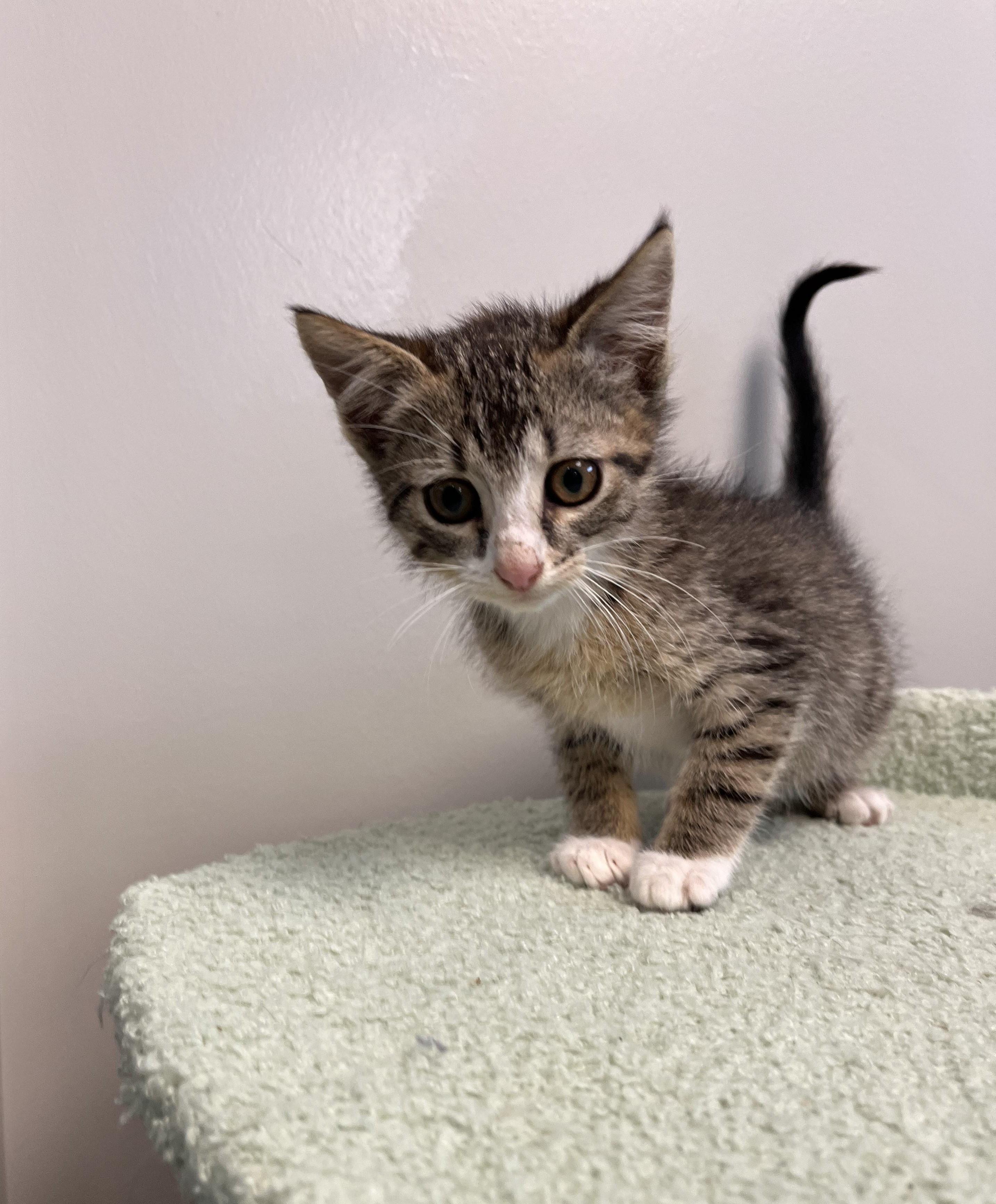 Enlarge LinkedIn, an adopted Domestic Short Hair in Liberty, MO image 1/2