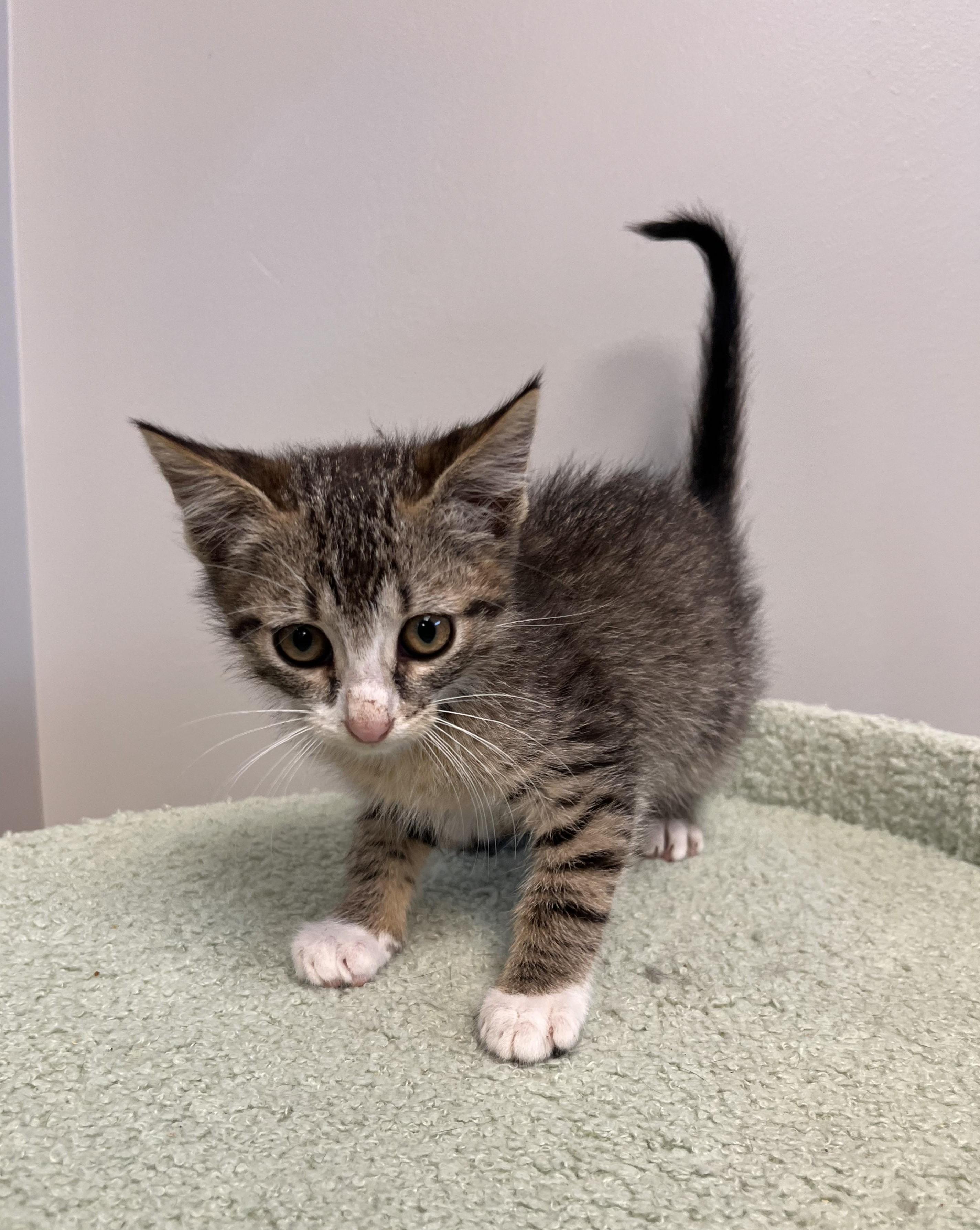 Enlarge LinkedIn, an adopted Domestic Short Hair in Liberty, MO image 2/2
