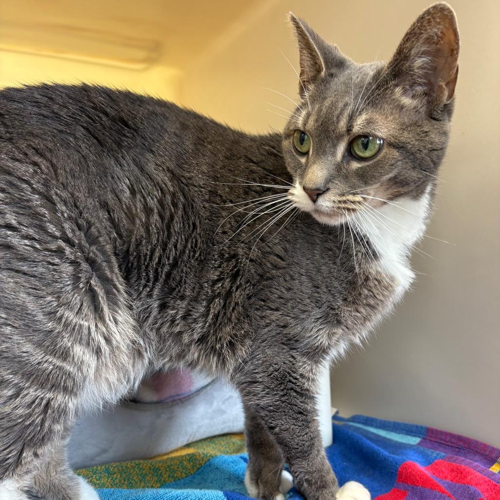 Enlarge Speedy, a Adoptable Domestic Short Hair in Harrisonburg, VA image 1/3
