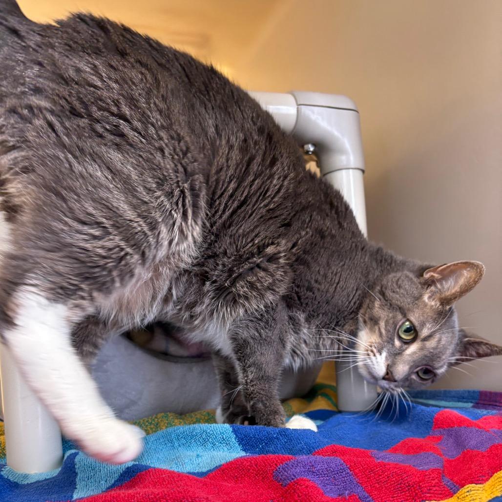 Enlarge Speedy, a Adoptable Domestic Short Hair in Harrisonburg, VA image 2/3