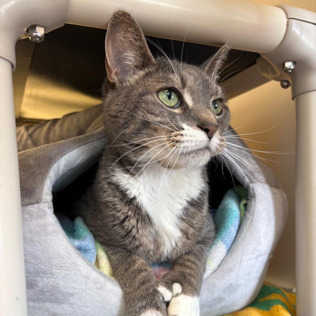 Enlarge Speedy, a Adoptable Domestic Short Hair in Harrisonburg, VA image 3/3